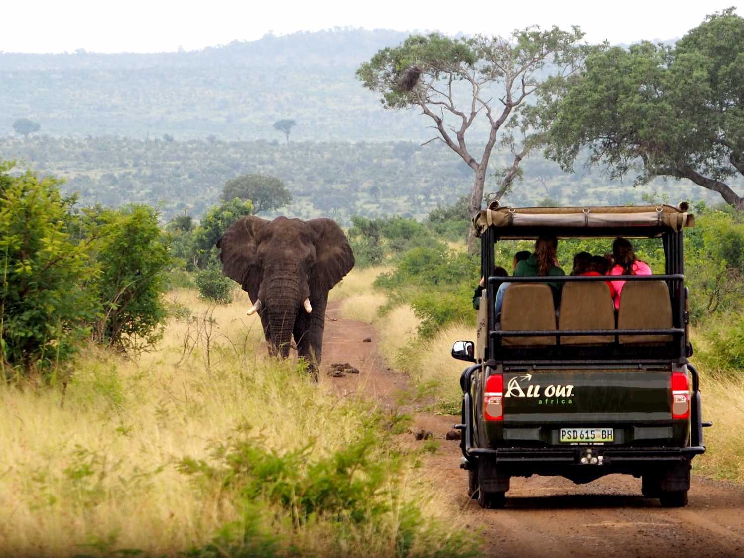 Safaris in Kruger National Park from Eswatini (Swaziland) – All Out Africa