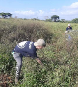 Interns removing alien invasive plants at Royal Jozini