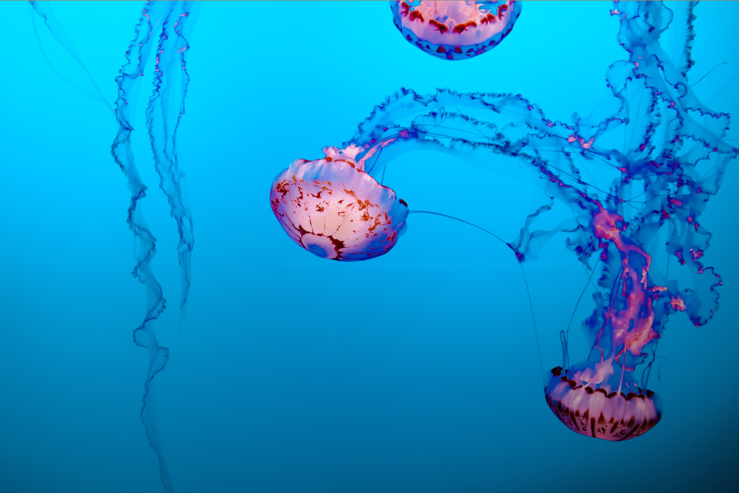 Gorgeous Jellyfish: Ocean's captivating beauties.