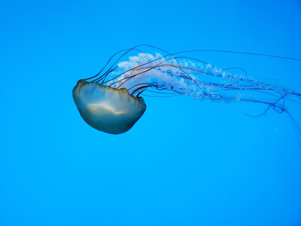 Discovering the Mysteries of the Ocean- Amazing Facts about Jellyfish