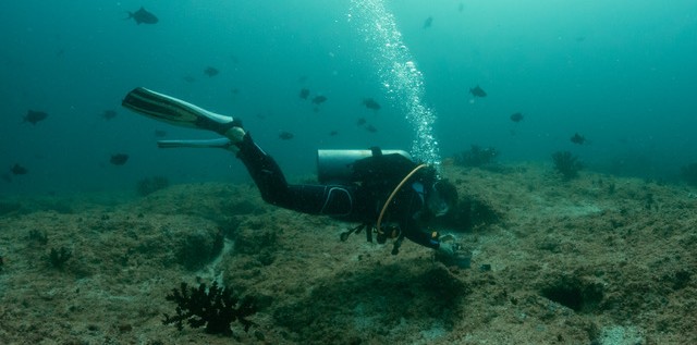 Volunteer marine diving